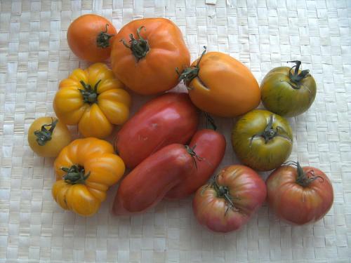 Tomato varieties are gonna get better now. Tomato 2